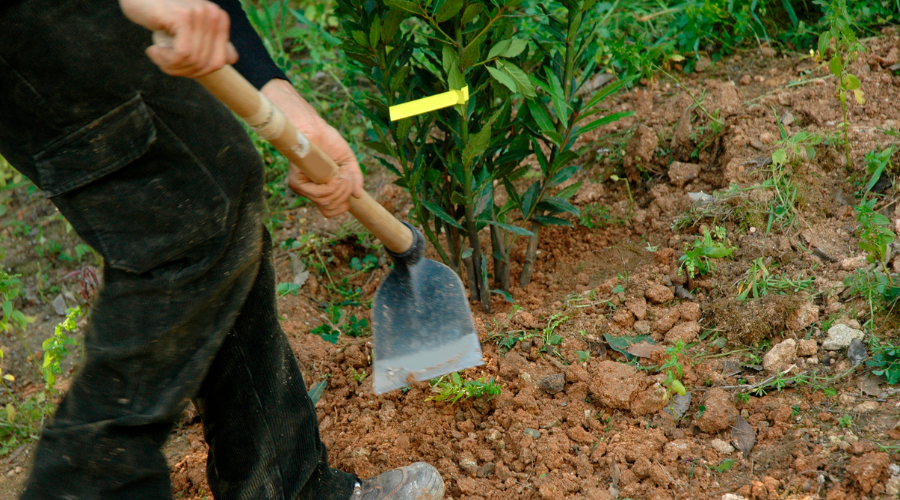 SHW Harzer Kronenhacke: Qualität und Tradition im Gartenbau