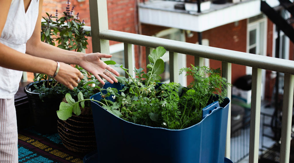Balkongarten im Frhling: Die besten Pflanzen fr deinen Balkon