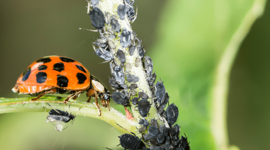 Biologische Schädlingsbekämpfung: Effektive Methoden für den Gartenbau - SHW-FIRE