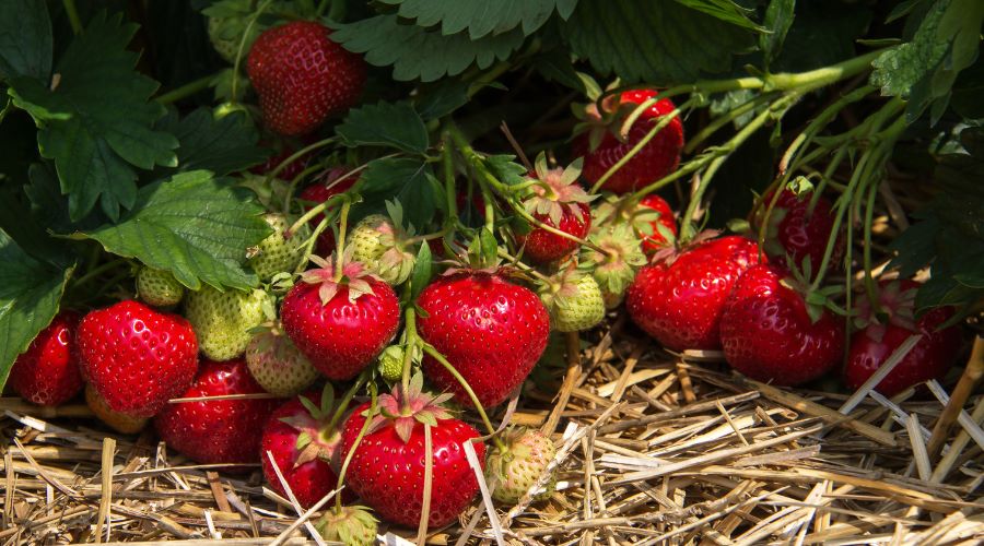 Erdbeeren pflanzen im Frühling – So gelingt dir eine süße Ernte - SHW-FIRE