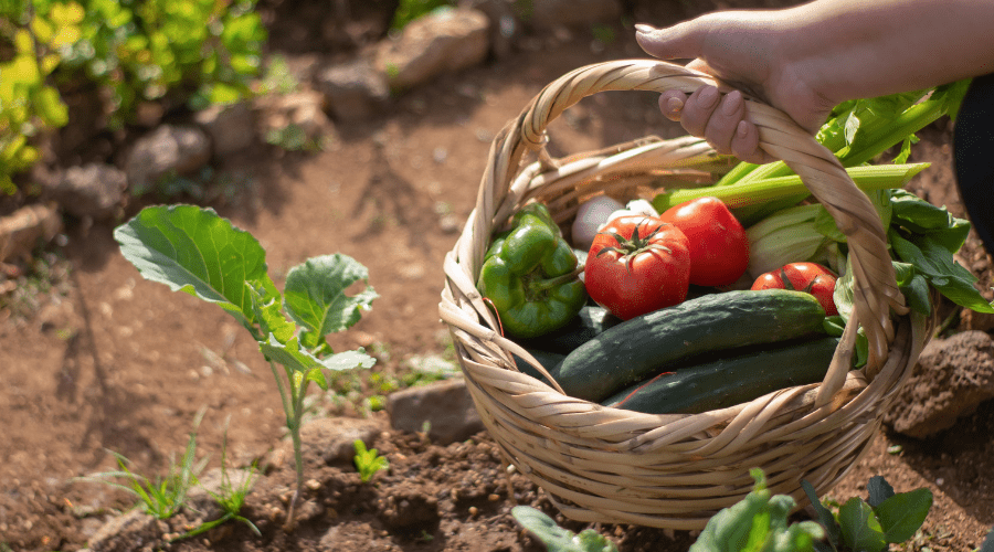 Erntezeit im Garten: Wann ist der richtige Zeitpunkt für welche Pflanzen? - SHW-FIRE