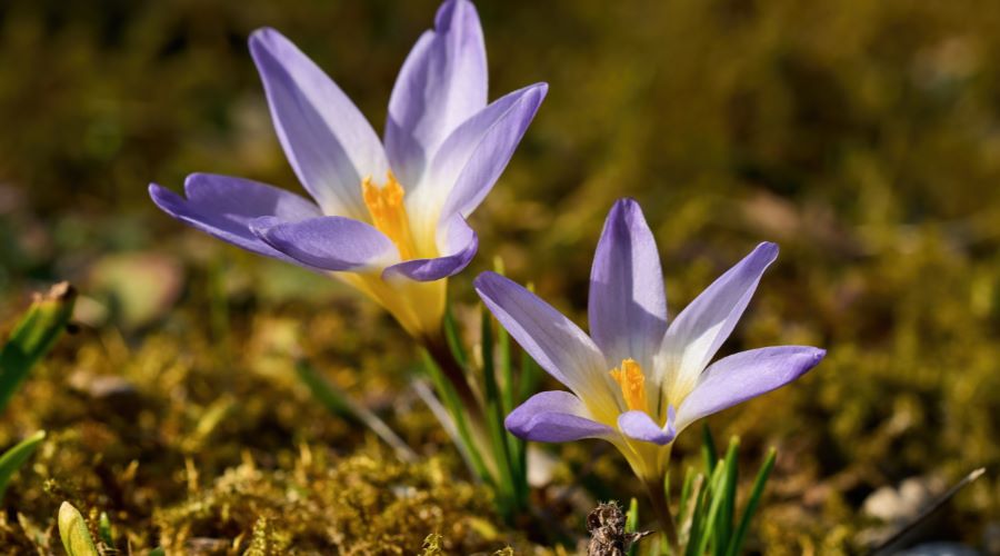 Frühjahrsblüher: Die schönsten Blumen für den März - SHW-FIRE