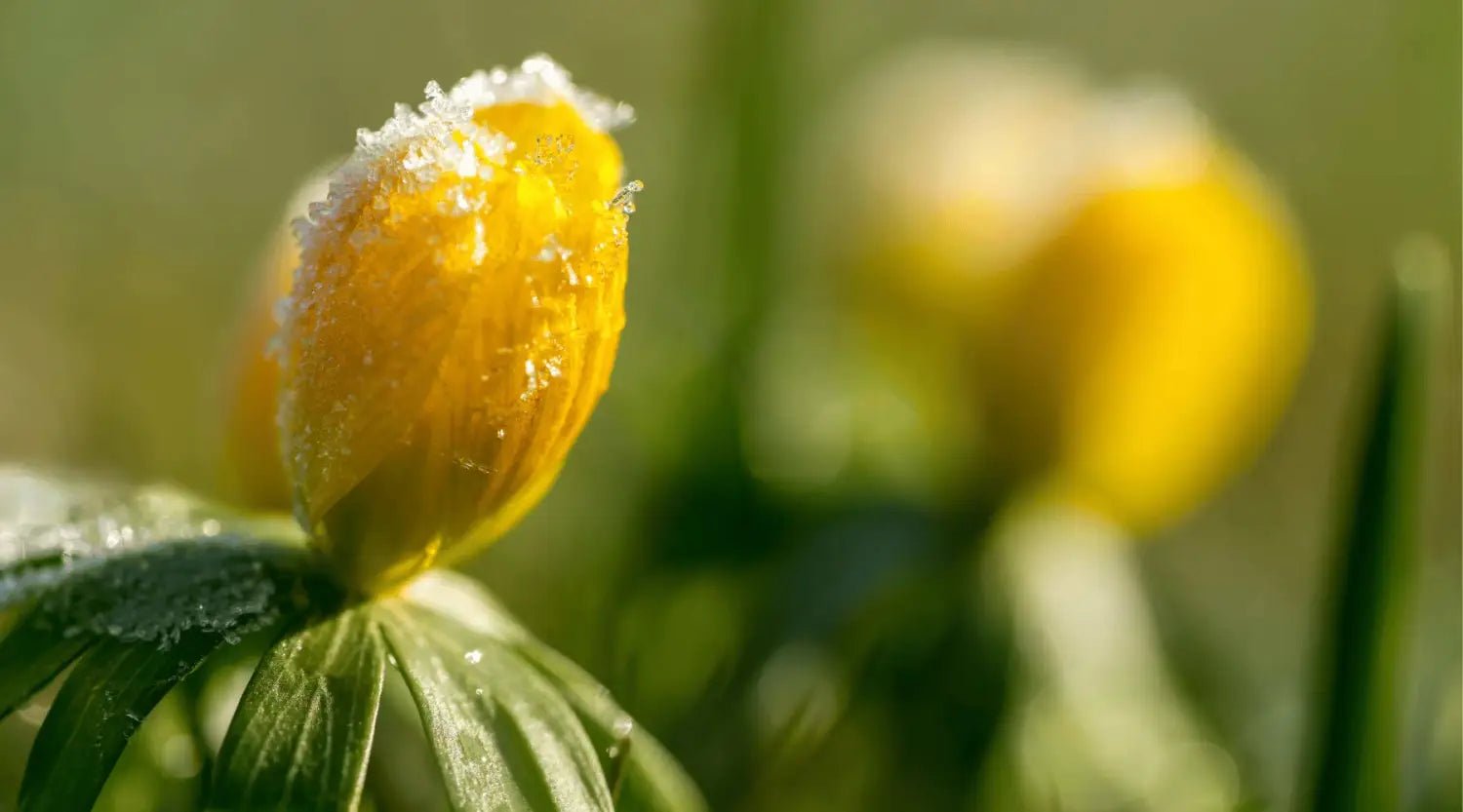 Frühjahrsblüte durch Herbstpflanzung: Tipps und Tricks für eine erfolgreiche Blütezeit - SHW-FIRE