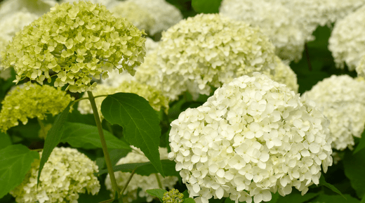 Gartenkalender: Was mache ich wann im Garten? - SHW-FIRE