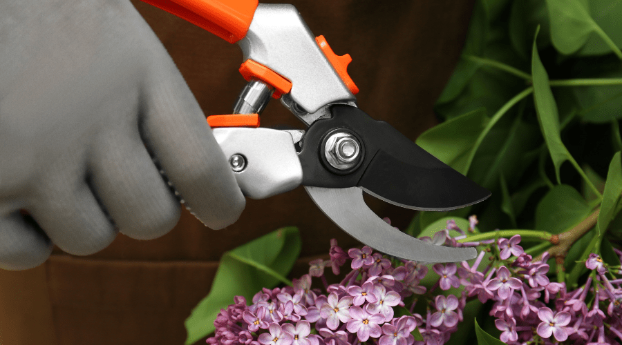 Gartenpflege im Frühjahr: 3 Gehölze, die du im März schneiden solltest - SHW-FIRE