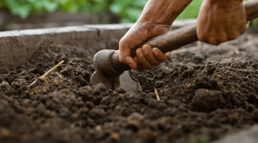 Gartenpflege im März: Was du jetzt beachten solltest - SHW-FIRE