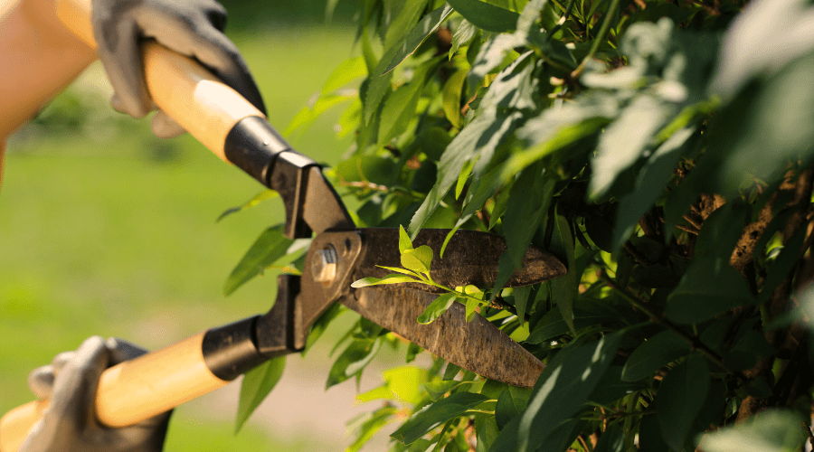 Hecke schneiden: Der richtige Zeitpunkt und die besten Techniken