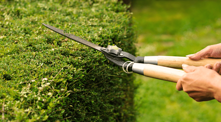 Heckenpflege im Herbst: Tipps zum Schneiden und Pflegen