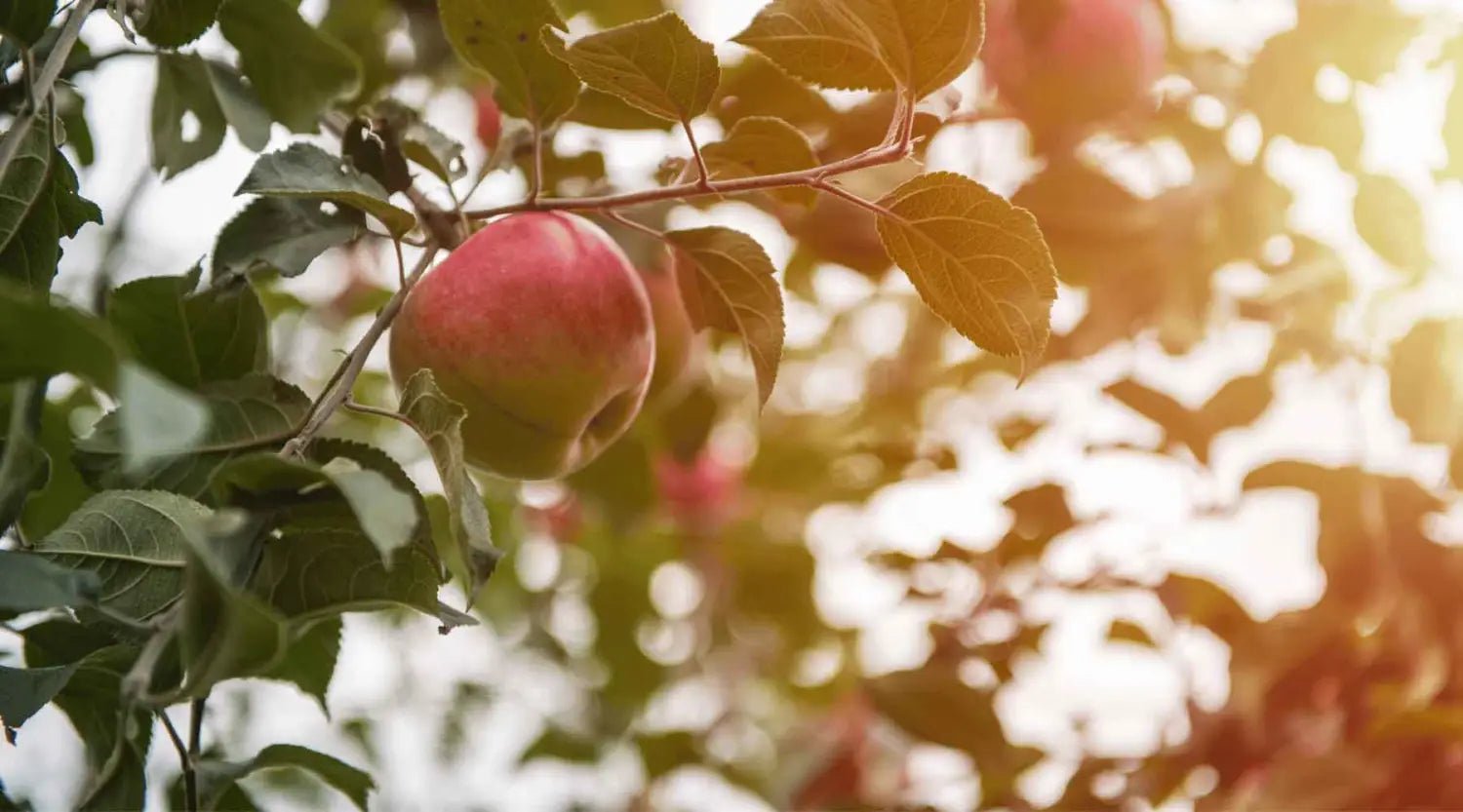 Herbstliche Obsternte: Tipps und Tricks für eine erfolgreiche Ernte - SHW-FIRE