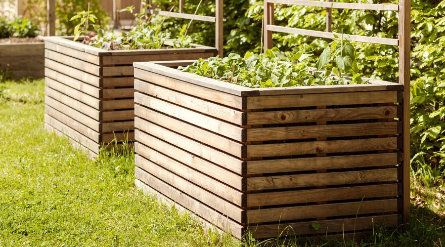 Hochbeete aus Holz im sonnigen Garten, frisch bepflanzt mit Gemüse und Kräutern im späten Frühling.