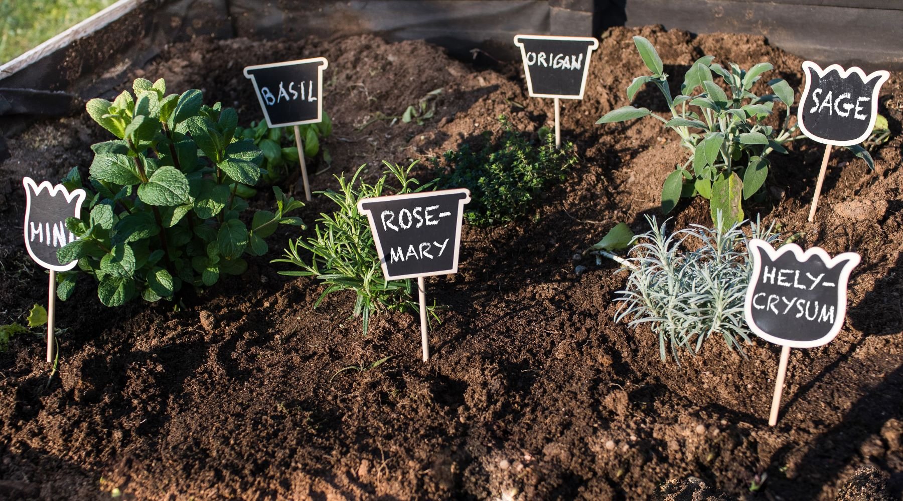 Kräuter im Garten anbauen: Die besten Tipps für Ihr Kräuterparadies - SHW-FIRE