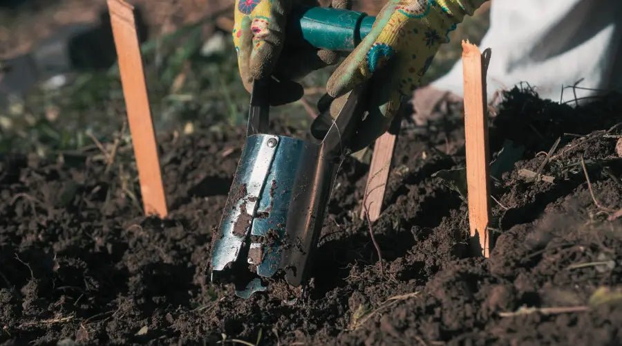 Mit dem Zwiebelstecher zum Blumenparadies: Effektive Methoden und Tipps - SHW-FIRE