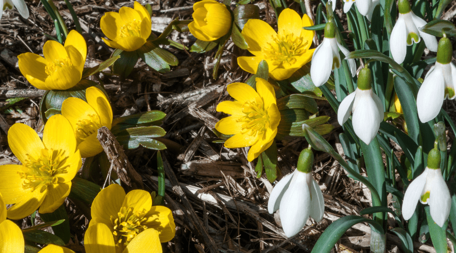 Mit diesen 3 Pflanzen wird dein Garten im Februar zum Hingucker - SHW-FIRE