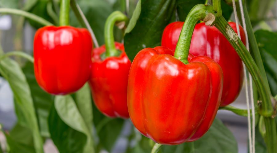 Rote Paprika am Strauch – vitaminreiche Gemüseernte im eigenen Garten.
