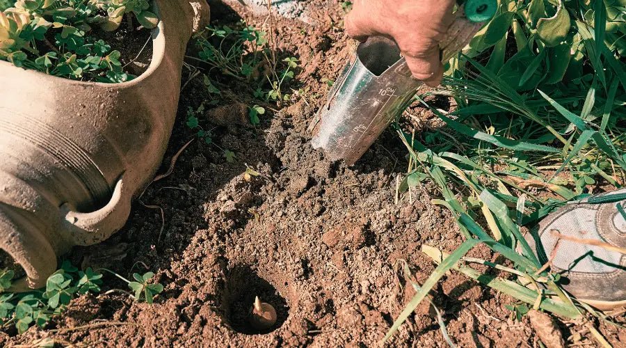 Pflanzwerkzeug im Herbst: Effektive Werkzeuge für Zwiebeln, Knollen und Stauden - SHW-FIRE