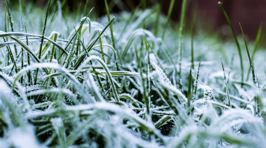 Schutz vor Frost: So bleiben deine Pflanzen gesund - SHW-FIRE