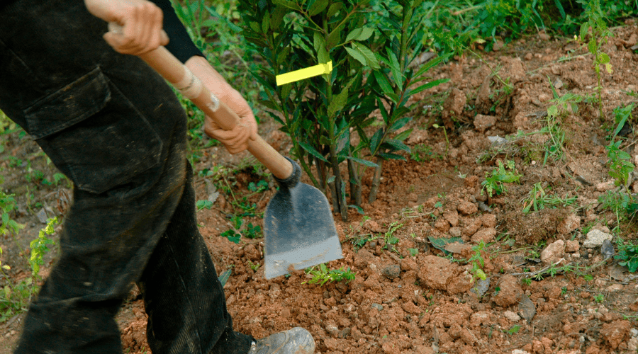 SHW Harzer Kronenhacke: Qualität und Tradition im Gartenbau - SHW-FIRE