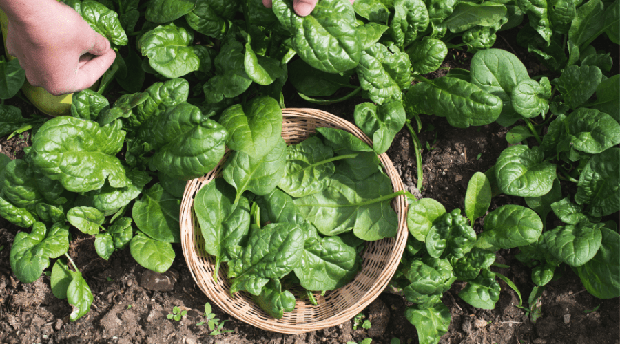 Spinat ernten: So wird’s gemacht im Herbst - SHW-FIRE