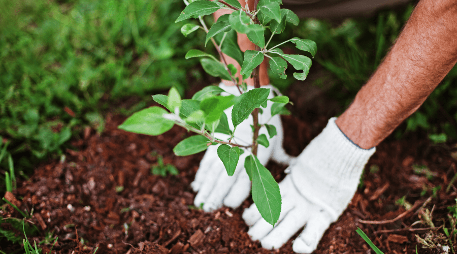 Tipps zur Gartenpflege im August - SHW-FIRE