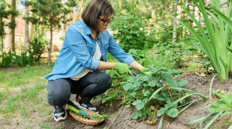 Unkrautgabel: Essentielles Werkzeug für die Gartenpflege - SHW-FIRE