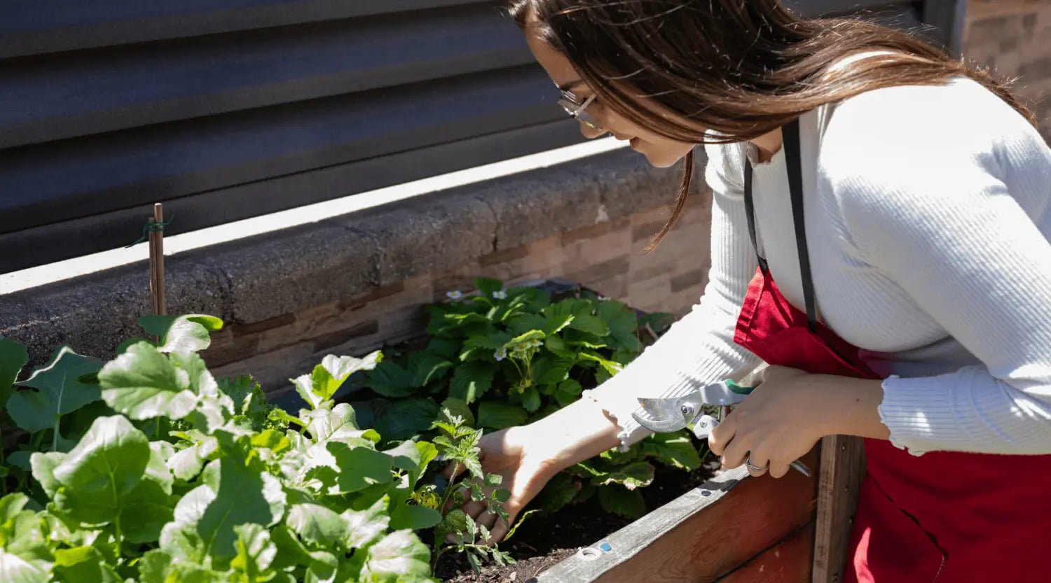 Urban Gardening: Effektive Methoden für einen erfolgreichen Stadtgarten - SHW-FIRE