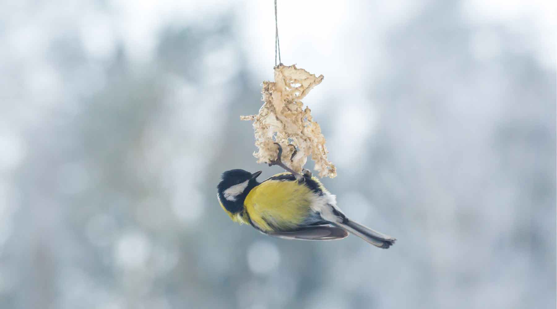 Winterlicher Vogel an Vogelfutterzapfen im Schnee