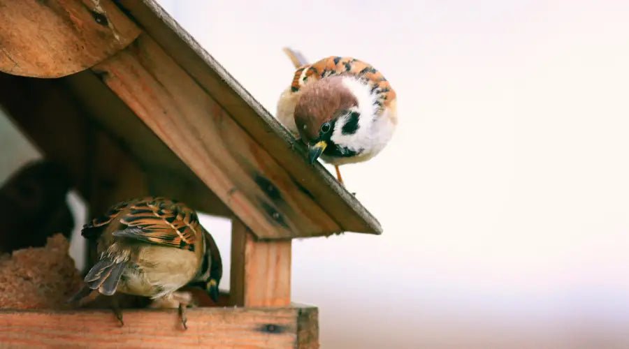 Vogelhaus Ratgeber: Top-Tipps für den perfekten Vogelschutz - SHW-FIRE