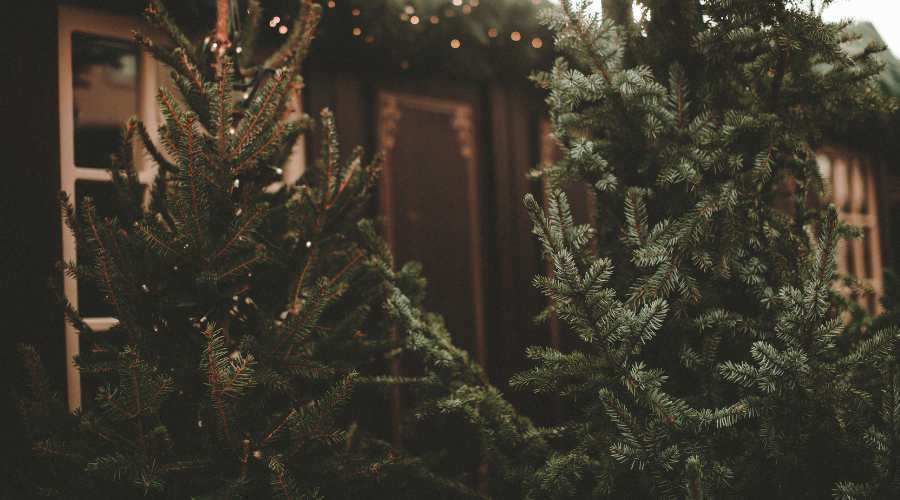 Weihnachtsbäume richtig entsorgen: Tipps für den Einsatz in Hochbeeten - SHW-FIRE