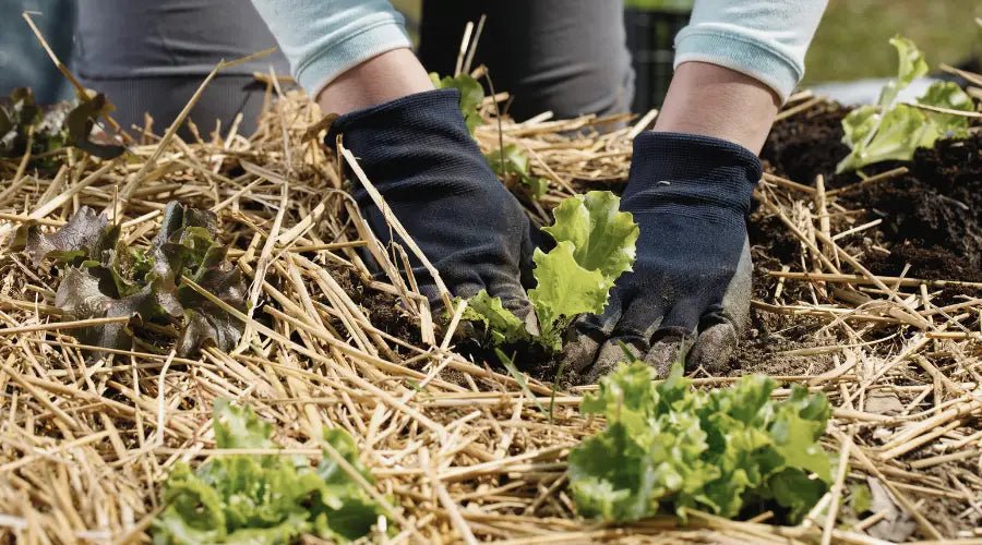 Wintergemüse: Die besten saisonalen Sorten für gesunde Ernährung - SHW-FIRE