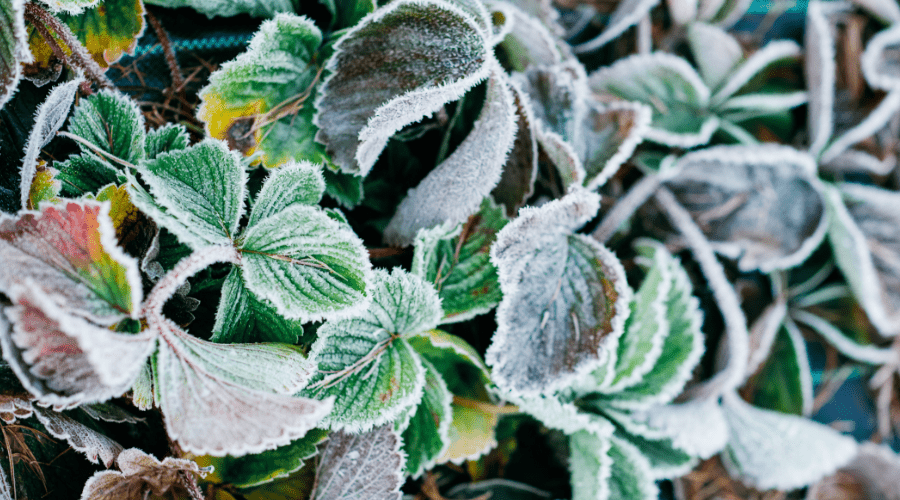 Winterpflege für den Garten: Effektive Tipps zur Pflanzen- und Bodenpflege - SHW-FIRE