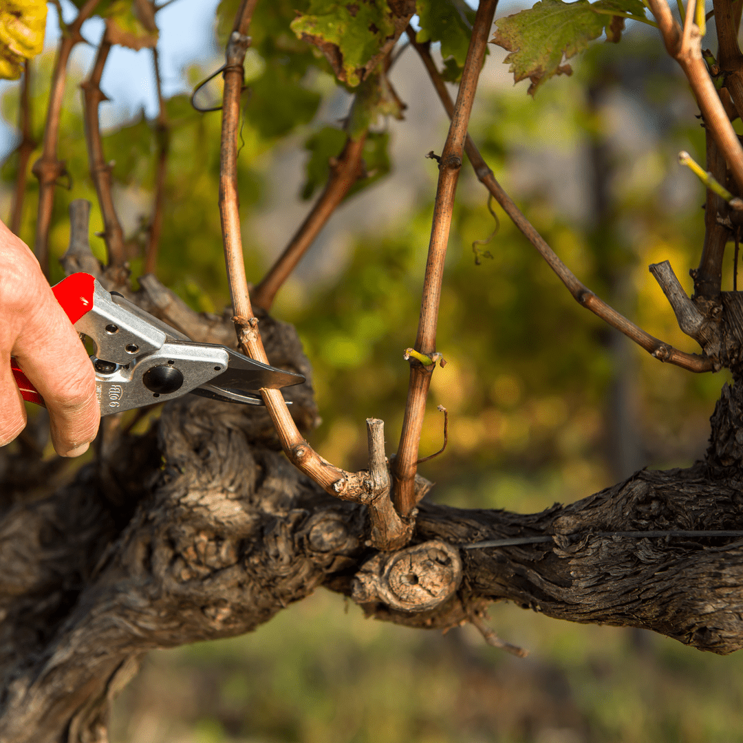 FELCO 6 Baum - , Reb - und Gartenschere max. Durchm. 20 mm - SHW - FIRE