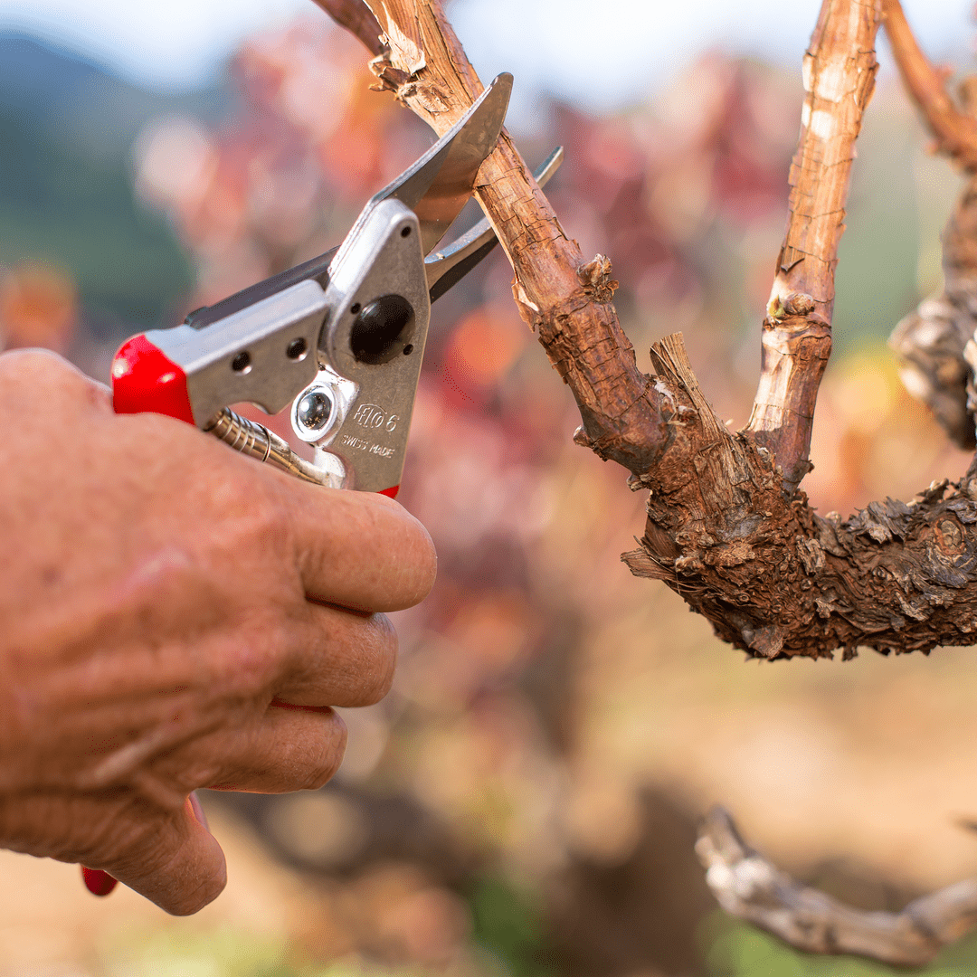 FELCO 6 Baum - , Reb - und Gartenschere max. Durchm. 20 mm - SHW - FIRE