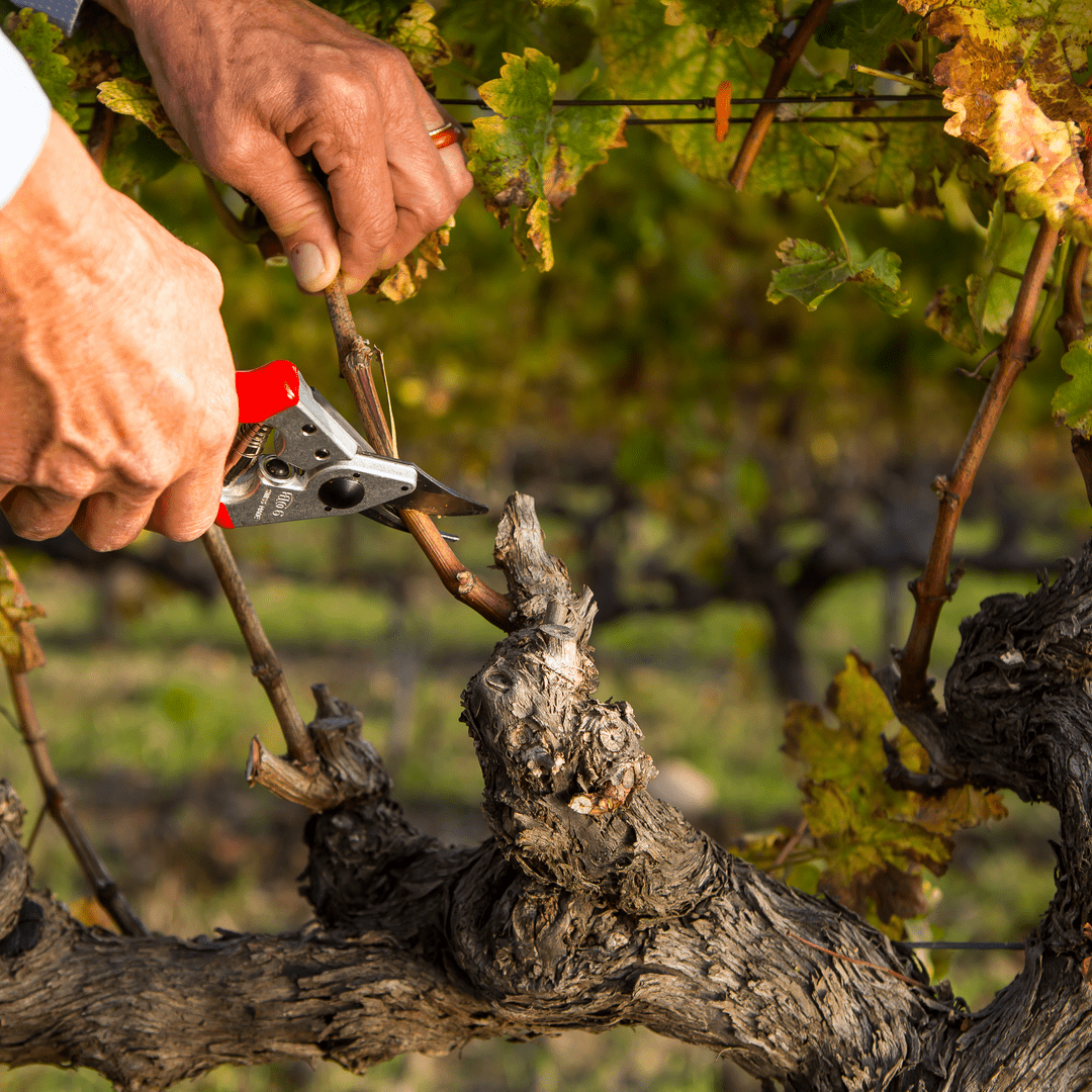 FELCO 6 Baum - , Reb - und Gartenschere max. Durchm. 20 mm - SHW - FIRE