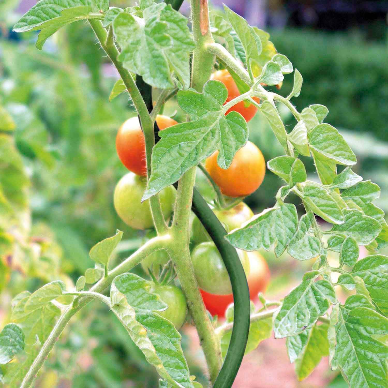 Bellissa Tomaten-/Pflanzspirale, grün, H 170 cm Default Title