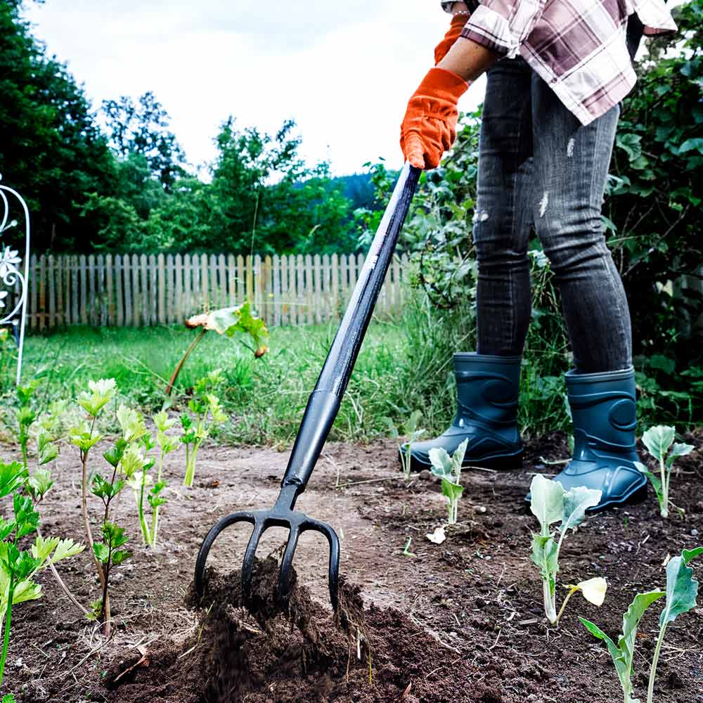SHW Black Forest Mulcher, 4 Zinken, mit Eschenstiel