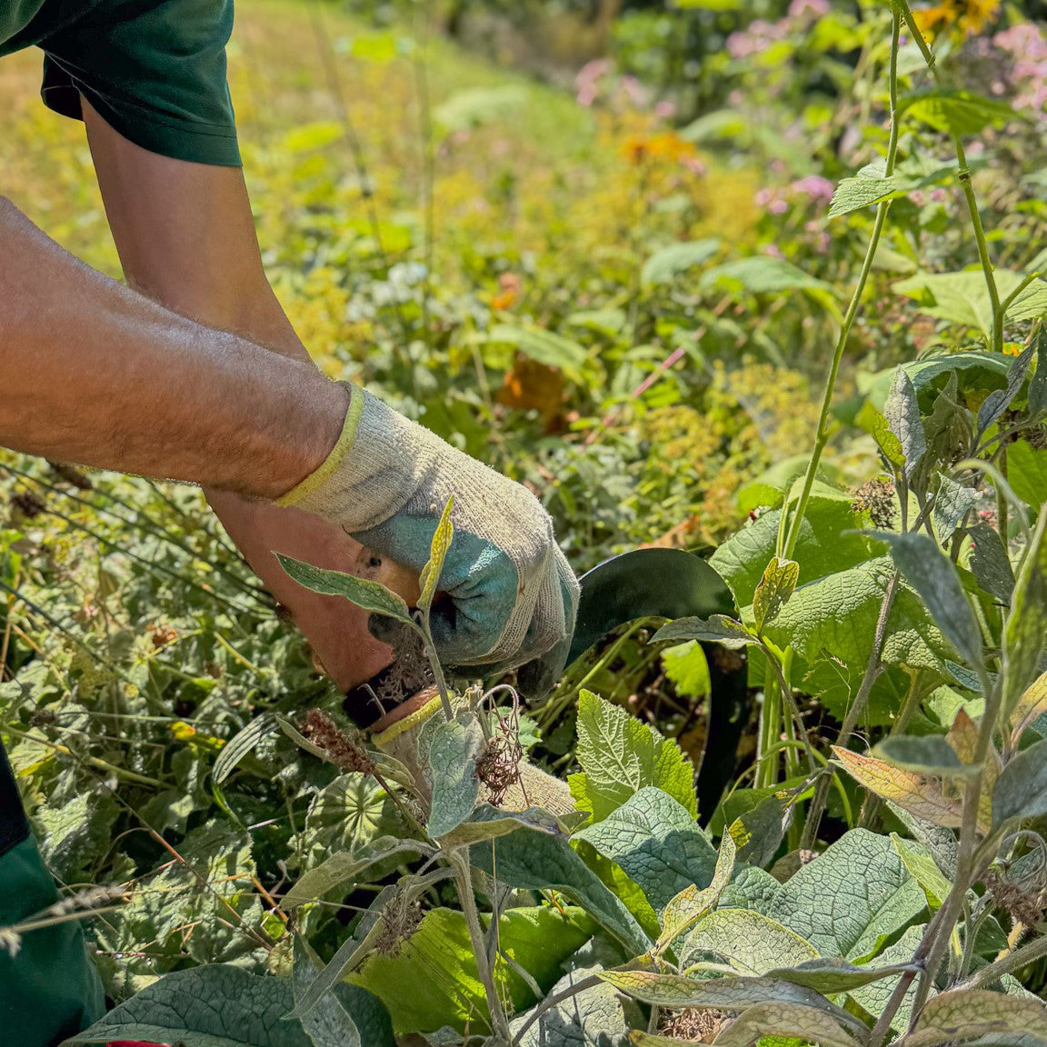 Gärtner schneidet mit der SHW Blattsichel und ihrem gebogenen Stahlblatt dichte Pflanzen und Wildwuchs in einem Gartenbeet zurück. Handsichel mit Holzgriff zur gezielten Gartenpflege.
