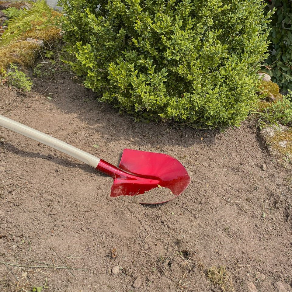 Rote SHW Frankfurter Schaufel aus Aluminium mit langem Holzstiel beim Aufnehmen von lockerer Erde in einem Gartenbeet. Die breite Schaufelfläche ist mit Gartenerde gefüllt.