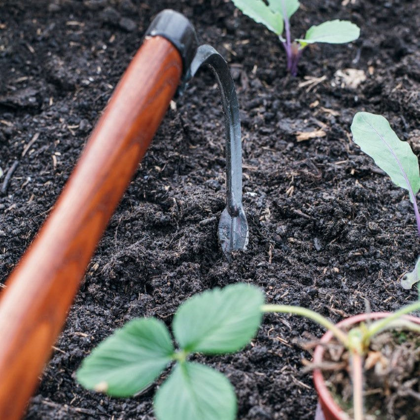 SHW Hochbeet Sauzahn mit gebogener Stahlzinke und Holzgriff in lockerer Gartenerde zwischen jungen Gemüsepflanzen. Handlicher Sauzahn zum gezielten Lockern der Erde im Hochbeet.