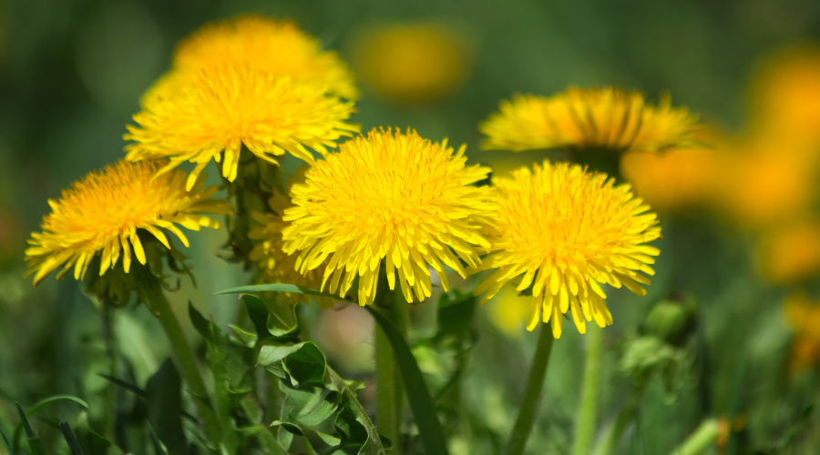 Löwenzahnschneider: Effiziente Unkrautbekämpfung im Garten