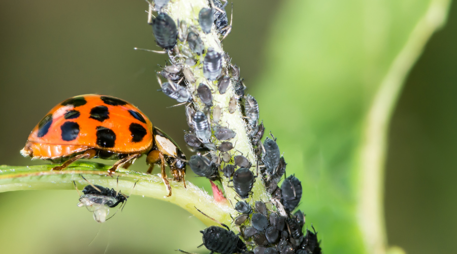 Biologische Schädlingsbekämpfung: Effektive Methoden für den Gartenbau