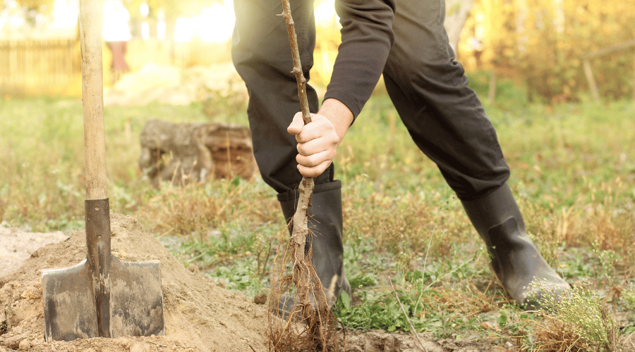 Gärtner zieht Wurzelwerk mit den Händen aus dem Boden heraus
