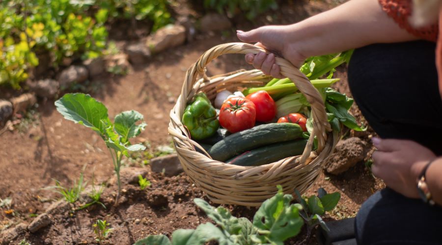 Person mit Erntekorb voller frischem Gemüse im Garten – Tomaten, Gurken und Paprika aus dem eigenen Anbau.