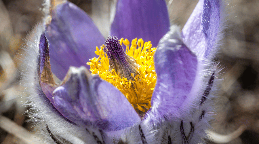 Frühjahrsblüte in Detailaufnahme