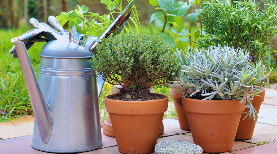 Kräuter im Garten: Anbau und Pflegeleitfaden