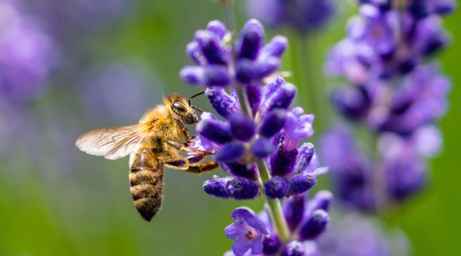 Biene sammelt Nektar auf einer blühenden Lavendelpflanze im bienenfreundlichen Garten.