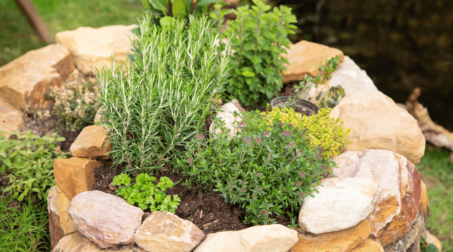 Entdecke die Welt der Kräuterspiralen: Ein Paradies für Gartenfreunde - SHW-FIRE