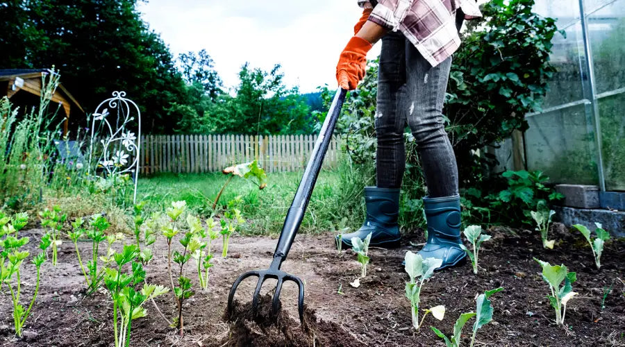 Gärtner zieht SHW Black Forest Mulcher durch ein Beet zur Bodenbelüftung, umgeben von wachsenden Setzlingen. Im Hintergrund unscharfer grüner Garten, Mulcher im Hauptfokus.