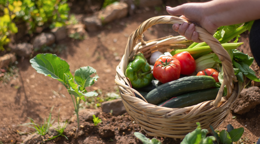 Erntezeit im Garten: Der richtige Zeitpunkt für die Ernte von verschiedenen Gartenpflanzen wie Kartoffeln, Tomaten, und Beeren.