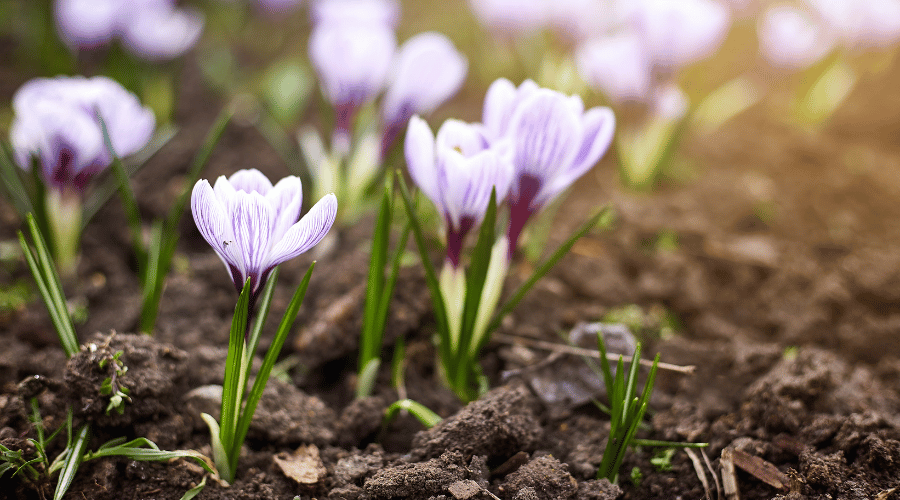 Tulpen wachsen aus der Erde