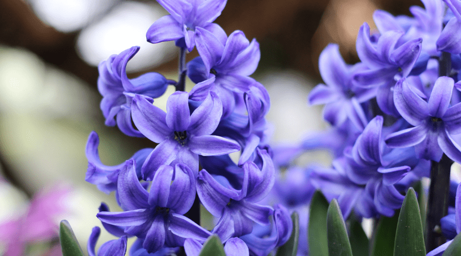 Frühjahrsblüher pflanzen: 5 Blumen für einen farbenfrohen Garten - SHW-FIRE